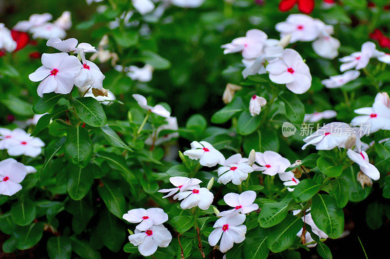 长春花/马达加斯加长春花